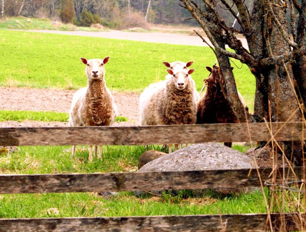 Paikallisia Suomenlampaita  Lokala får, FInsk lantras   Local Finnsheep