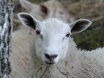 Finnsheep